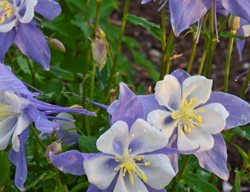 Songbird 'blue Bird' Columbine, Aquilegia, Columbine Flowers
Proven Winners
Sycamore, IL