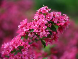 Sonic Bloom Pink Weigela, Weigela Florida, Flowering Shrub
Proven Winners
Sycamore, IL