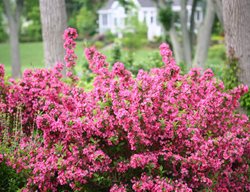 Sonic Bloom, Reblooming Weigela
Proven Winners
Sycamore, IL