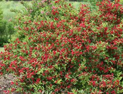 Sonic Bloom Red Weigela, Weigela Florida
Proven Winners
Sycamore, IL
