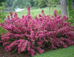 Sonic Bloom Weigela, Flowering Shrub, Pink Flowers, Weigela Florida
Proven Winners
Sycamore, IL