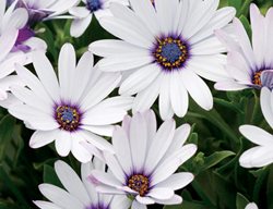Soprano White African Daisy, Osteospermum Hybrid, White And Purple Flower
Proven Winners
Sycamore, IL