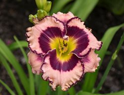 Sound Of My Heart Daylily, Hemerocallis Hybrid, Daylily Flower
Proven Winners
Sycamore, IL