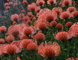 South Africa, Garden Tour
Garden Design
Calimesa, CA