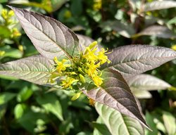 Southern Bush Honeysuckle, Diervilla Sessilifolia
Shutterstock.com
New York, NY