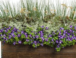 Southern Charm, Plant Recipe, Diamond Frost Euphorbia, Begonia
Proven Winners
Sycamore, IL