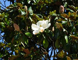 Southern Magnolia Tree, Magnolia Grandiflora
Shutterstock.com
New York, NY