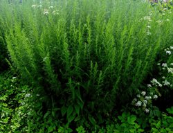 Southernwood Artemisia, Artemisia Abrotanum
Shutterstock.com
New York, NY