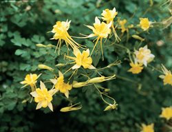 Southwest, Native Columbine
Garden Design
Calimesa, CA