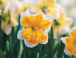 Sovereign Daffodil, Narcissus Sovereign
Brent and Becky's Bulbs
Gloucester, VA