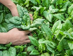 Sow And Transplant Fall Crops
Garden Design
Calimesa, CA