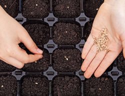 Sow Fall Crops & Refresh Your Tomatoes
Garden Design
Calimesa, CA