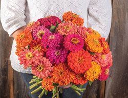 Sow Summer Crops
Garden Design
Calimesa, CA