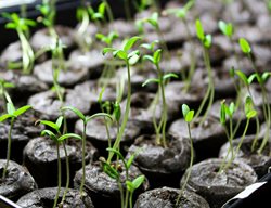 Sow Warm-Season Crops Indoors
Garden Design
Calimesa, CA