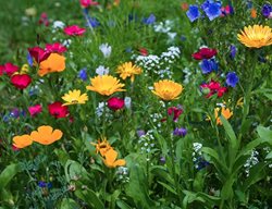 Sow Wildflower Seeds
Garden Design
Calimesa, CA