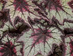 Space Age Black Hole Rex Begonia, Rex Begonia Leaves
Proven Winners
Sycamore, IL