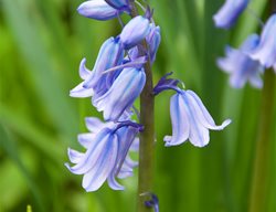 Spanish Bluebell Flowers, Hyacinthoides Hispanica
Garden Design
Calimesa, CA