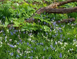 Spanish Bluebells, Woodland Garden
Shutterstock.com
New York, NY