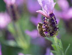 Spanish Lavender With Bee, Lavender With Bee
Shutterstock.com
New York, NY