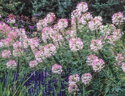 Sparkler Blush Cleome, Cleome Hassleriana, Pink Cleome Flower
Millette Photomedia
