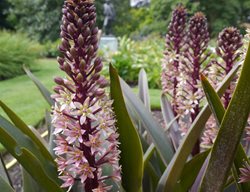 Sparkling Burgundy Eucomis, Pineapple Lily
Shutterstock.com
New York, NY
