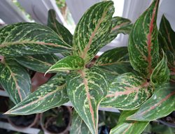 Sparkling Sarah Aglaonema, Chinese Evergreen
Shutterstock.com
New York, NY