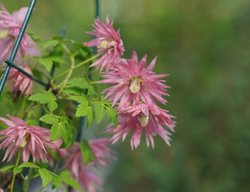 Sparky Pink Clematis, Pink Clematis Vine
Proven Winners
Sycamore, IL