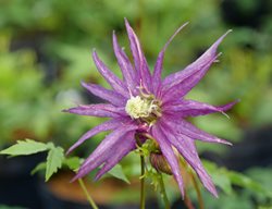Sparky Purple Clematis, Clematis Flower
Proven Winners
Sycamore, IL