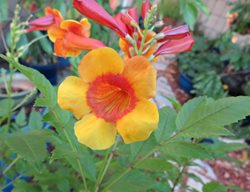 Sparky Tecoma, Tecoma Hybrid
Flickr
