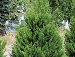 Spartan Chinese Juniper, Juniperus Chinensis, Evergreen
Millette Photomedia

