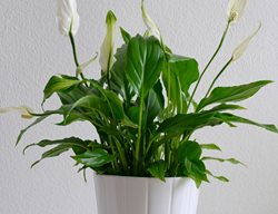 Spathiphyllum, Air Purifying Plant
Dreamstime
