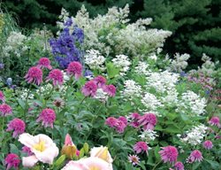 Spectacular Plant Combinations For The Perennial Garden 
Plant Paradise Country Gardens
Caledon, ON