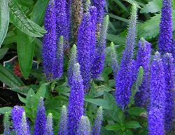 Speedwell, Veronica Spicata Royal Candle
Plant Paradise Country Gardens
Caledon, ON