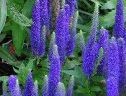 Speedwell, Veronica Spicata Royal Candle
Plant Paradise Country Gardens
Caledon, ON