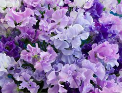 Spencer Sweet Pea Flowers, Spencer Sweet Peas
Shutterstock.com
New York, NY