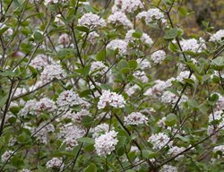 Spice Girl Koreanspice Viburnum, Viburnum, Flowering Shrub
Proven Winners
Sycamore, IL