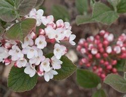 Spice Girl Viburnum, Koreanspice Viburnum, Viburnum Carlesii
Proven Winners
Sycamore, IL