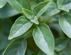 Spicy Globe Basil
Garden Design
Calimesa, CA