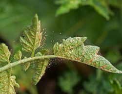 Spider Mite Infestation, Spider Mites, Red Spider Mites
Shutterstock.com
New York, NY