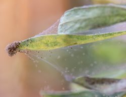 Spider Mites On Houseplant, Houseplant Pests
Shutterstock.com
New York, NY