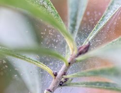 Spider Mites On Houseplant, Spider Mites
Shutterstock.com
New York, NY