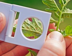 Spider Mites Under Magnifier, Checking For Spider Mites
Shutterstock.com
New York, NY