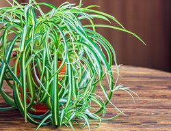 Spider Plant, Easy Care Houseplant
Shutterstock.com
New York, NY