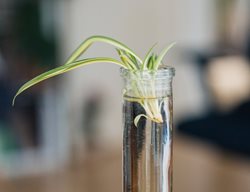 Spider Plant In Water, Propagate Spider Plant
Shutterstock.com
New York, NY