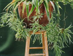 Spider Plant On Stool, Variegated Spider Plant
Shutterstock.com
New York, NY