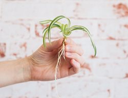 Spider Plant With Roots, Propagating Spider Plants
Shutterstock.com
New York, NY
