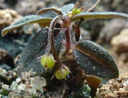 Spigelia Genuflexa 
Garden Design
Calimesa, CA