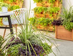 Spikes Dracaena In Container, Dracaena Indivisa
Proven Winners
Sycamore, IL