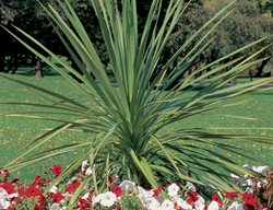 Spikes Dracaena, Mountain Cabbage Tree
Proven Winners
Sycamore, IL