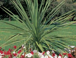 Spikes
Garden Design
Calimesa, CA